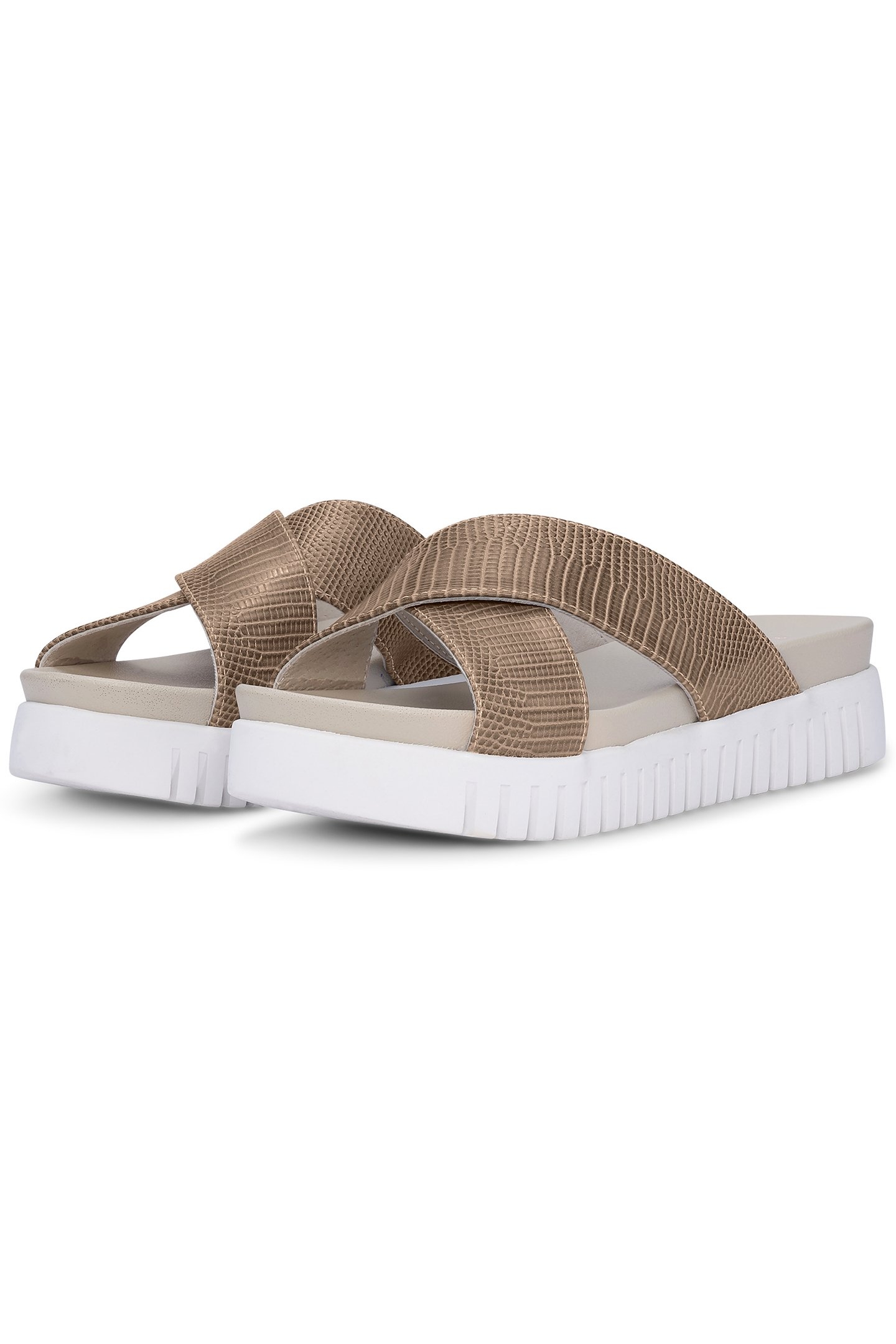 TULIP1465RE FOSSIL 2